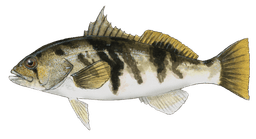 Barred Sand Bass