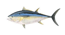 Bluefin Tuna