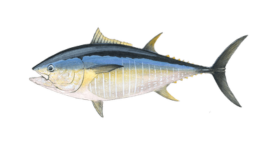 Bluefin Tuna
