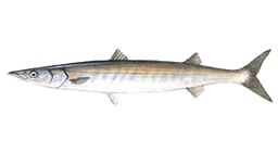 Pacific Barracuda