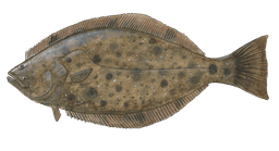 California Halibut