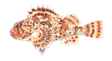 Sculpin