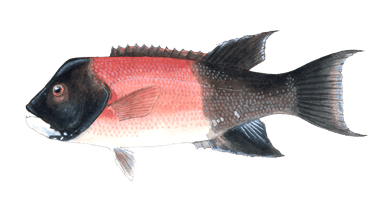 California Sheephead