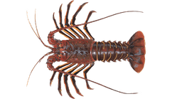 California Spiny Lobster