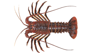 California Spiny Lobster