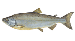 Chinook Salmon