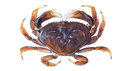 Dungeness Crab