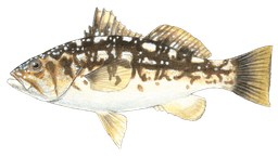 Kelp Bass (Calico Bass)