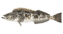 Lingcod