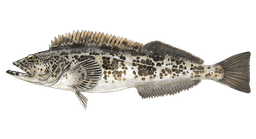 Lingcod