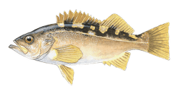 Olive Rockfish