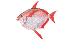 Opah (Moonfish)