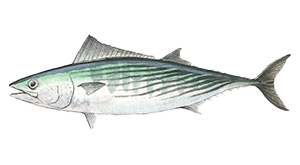 Pacific Bonito