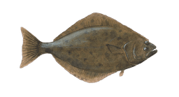 Pacific Halibut