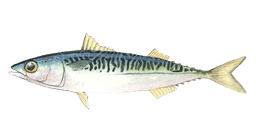 Pacific Mackerel