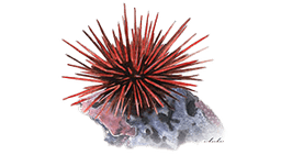 Red Sea Urchin