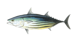 Skipjack Tuna