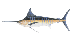 Striped Marlin