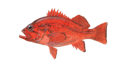 Vermilion Rockfish