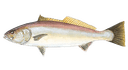 White Seabass