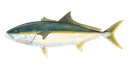 Yellowtail