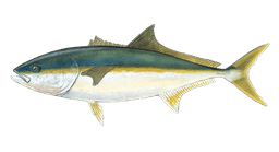 Yellowtail (California)