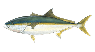 Yellowtail